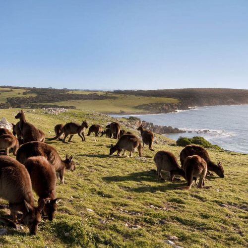 A mesmerizing view of Kangaroo Island, showcasing its pristine landscapes, rugged coastlines, and abundant wildlife, offering international students an immersive and unforgettable nature retreat.