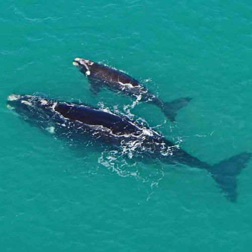 A mesmerizing sight of whales in Victor Harbor, their powerful bodies breaking through the water's surface, showcasing the grandeur of these marine creatures. International students can experience unforgettable encounters with whales in their natural habitat.